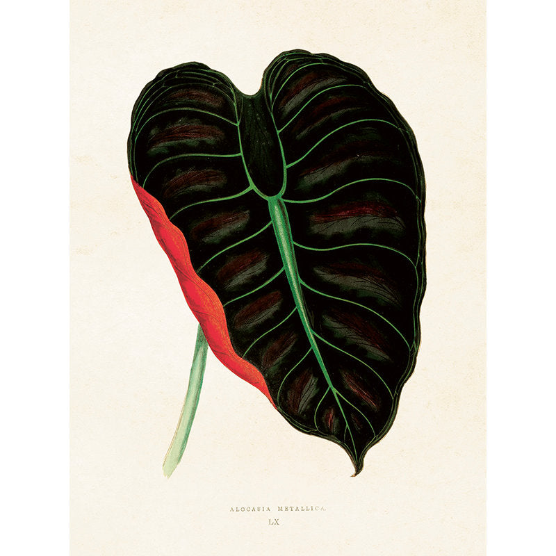 Kasvitaulu Alocasia metallica 18 x 24 cm