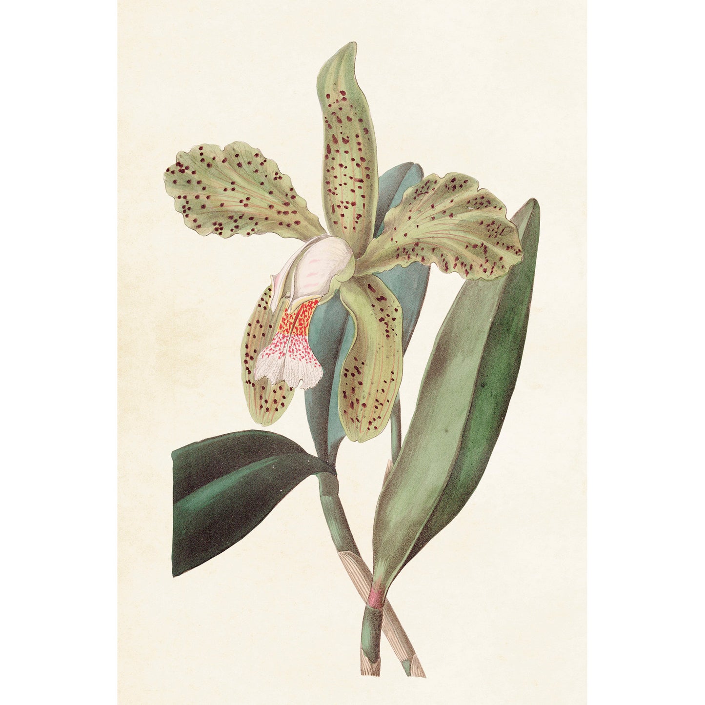 Postikortit peltirasiassa Orkideat - Botanic Orchids 20 kpl