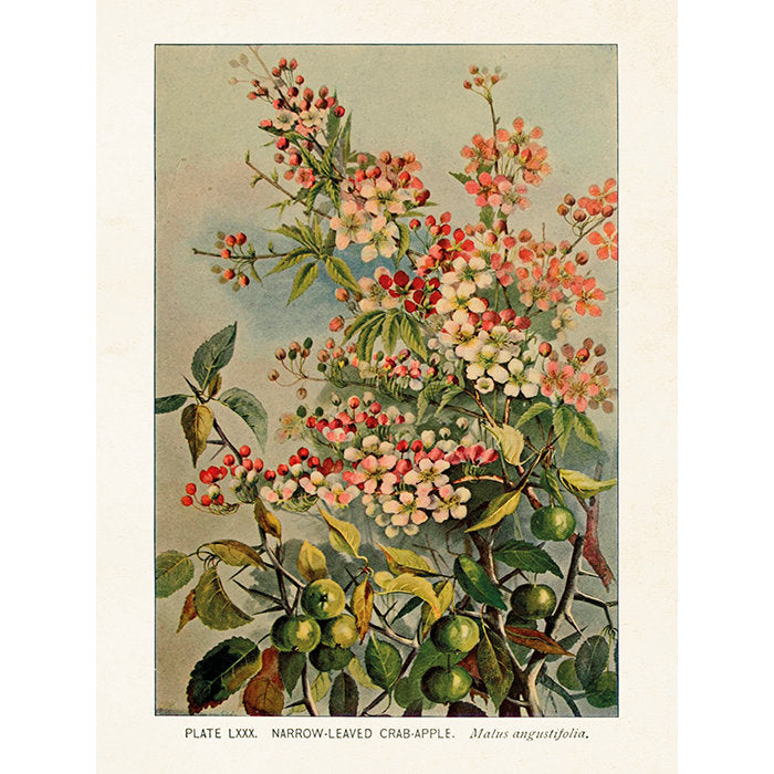Kasvitaulu Malus angustifolia 18 x 24 cm