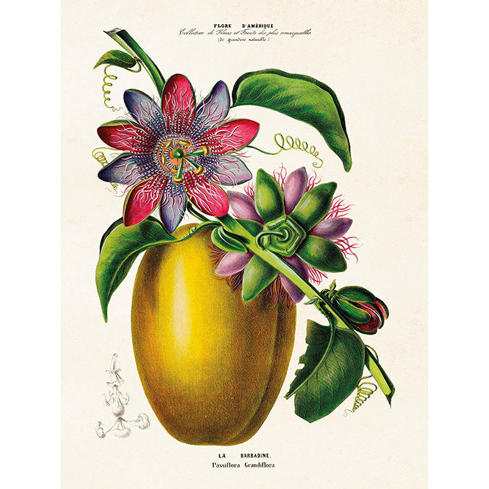 Kasvitaulu Passionhedelmä - Passiflora grandiflora 18 x 24 cm