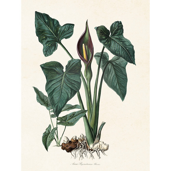 Kasvitaulu Arum byzantinum 18 x 24 cm