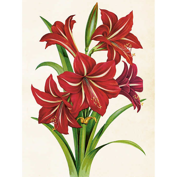Kasvitaulu punavalkoinen amaryllis 18 x 24 cm