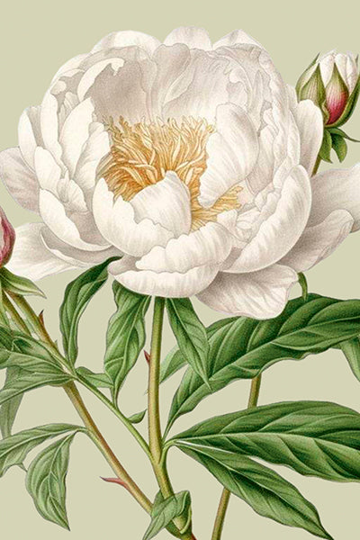 Postikortit peltirasiassa Kesäkukat - Peonies and Roses 20 kpl