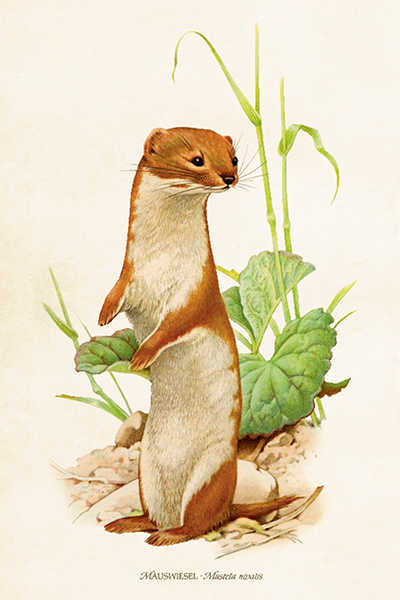 Postikortit peltirasiassa Metsäneläimet - Forest Animals 20 kpl