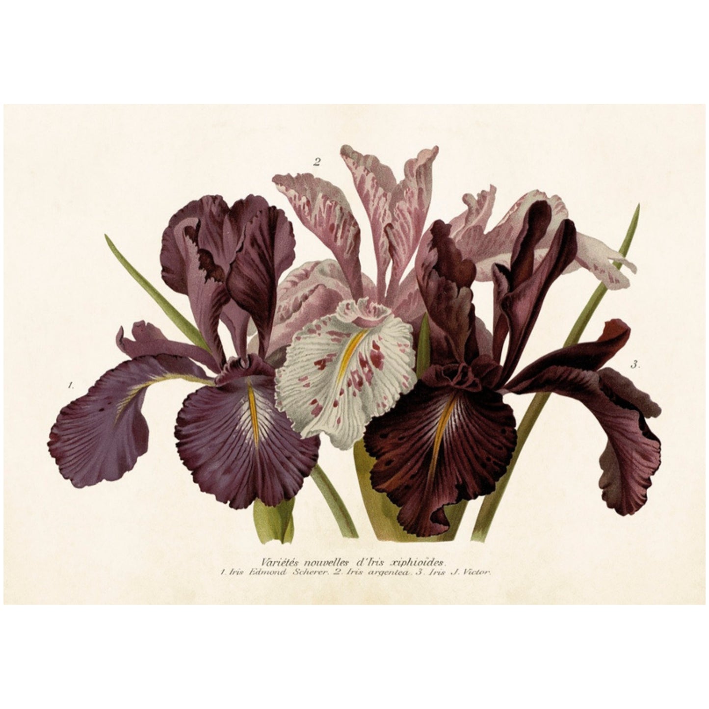 Kasvitaulu juliste Iris 50 x 70 cm