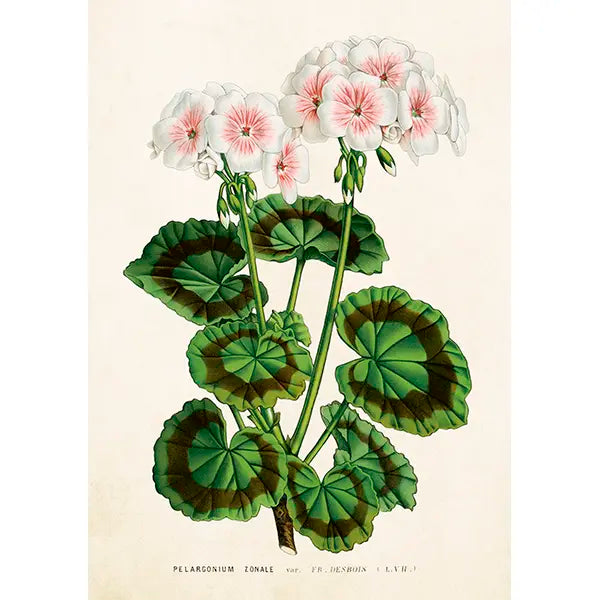 Valkoinen pelargoni kaksiosainen kortti