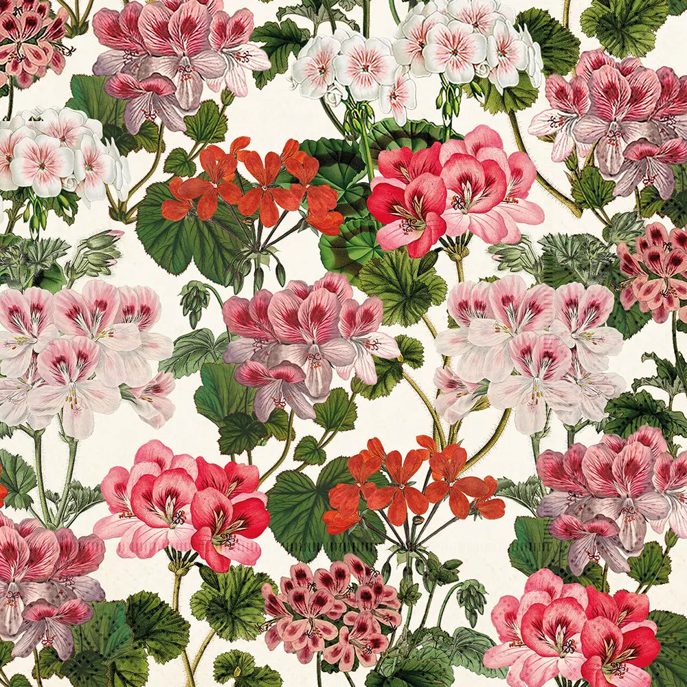 Servetti Pelargonit