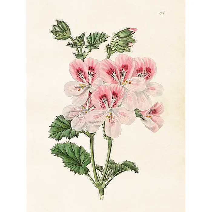 Kasvitaulu Pelargoni 18 x 24 cm