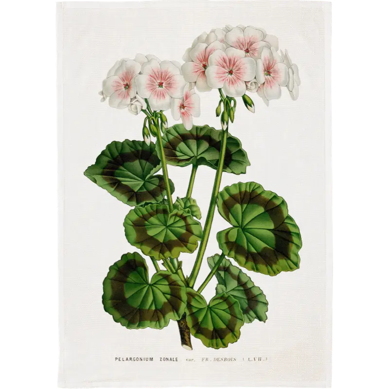 Keittiöpyyhe Valkoinen pelargoni