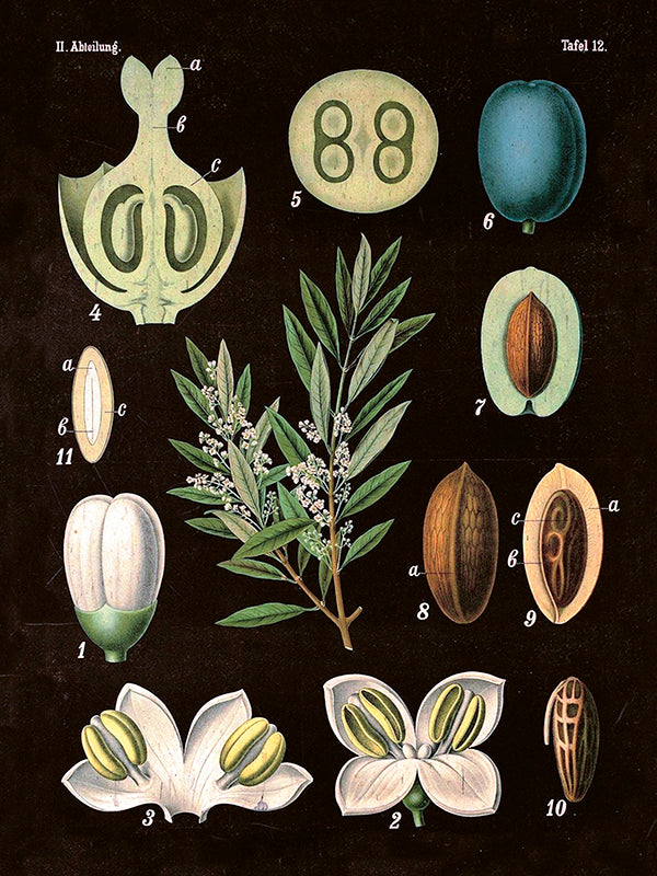 Kasvitaulu Oliivipuu 18 x 24 cm