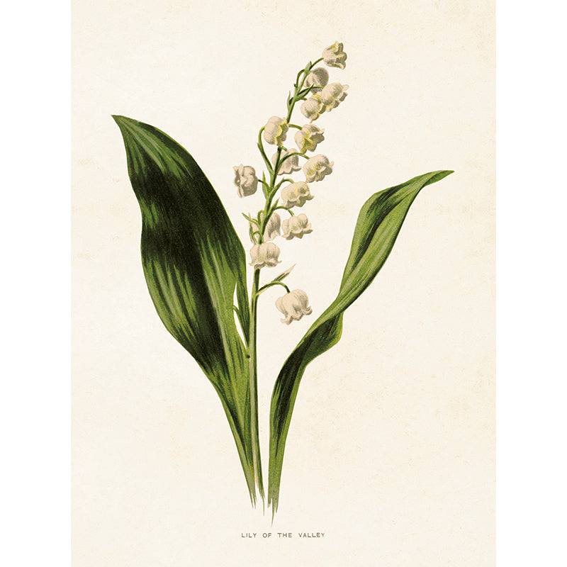kasvitaulu-kielo-18-x-24-cm-puutarhurin-maja