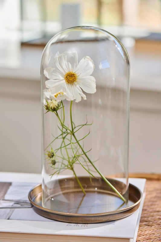 Lasikupu 25 cm, halkaisija 12 cm