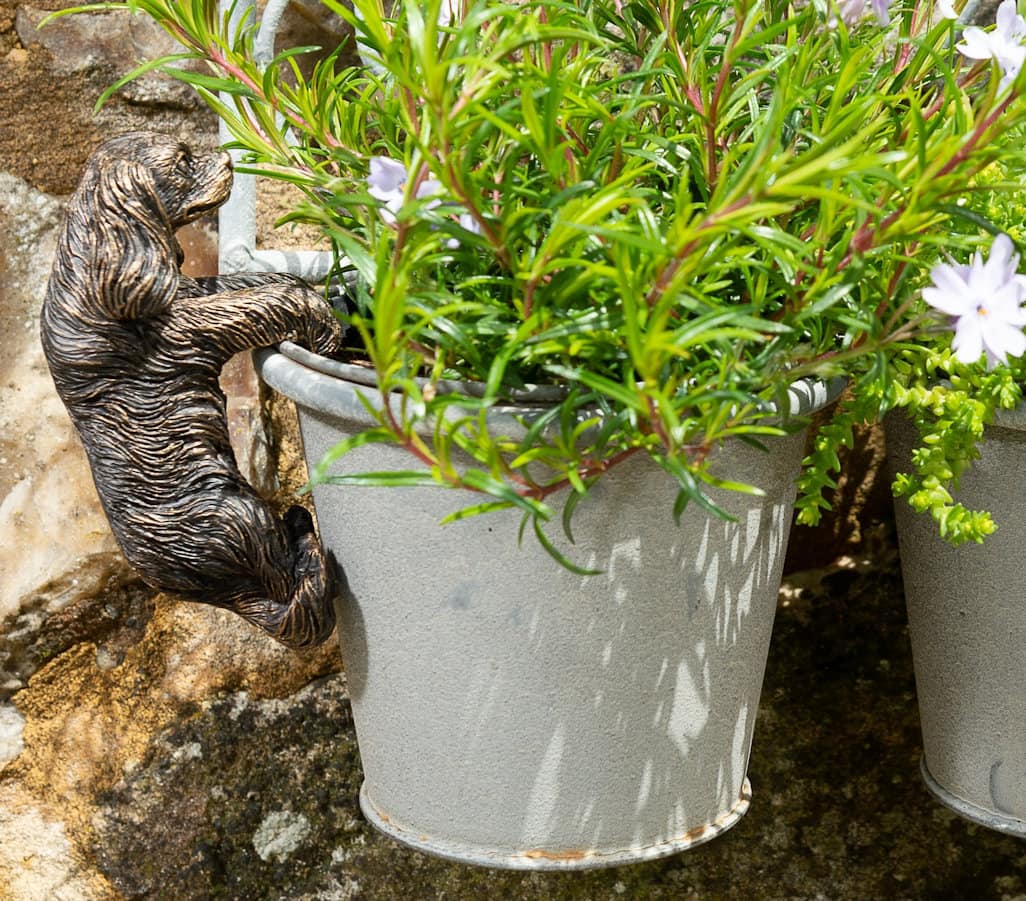 Ruukkukaveri Cavalier­king­charlesin­spanieli