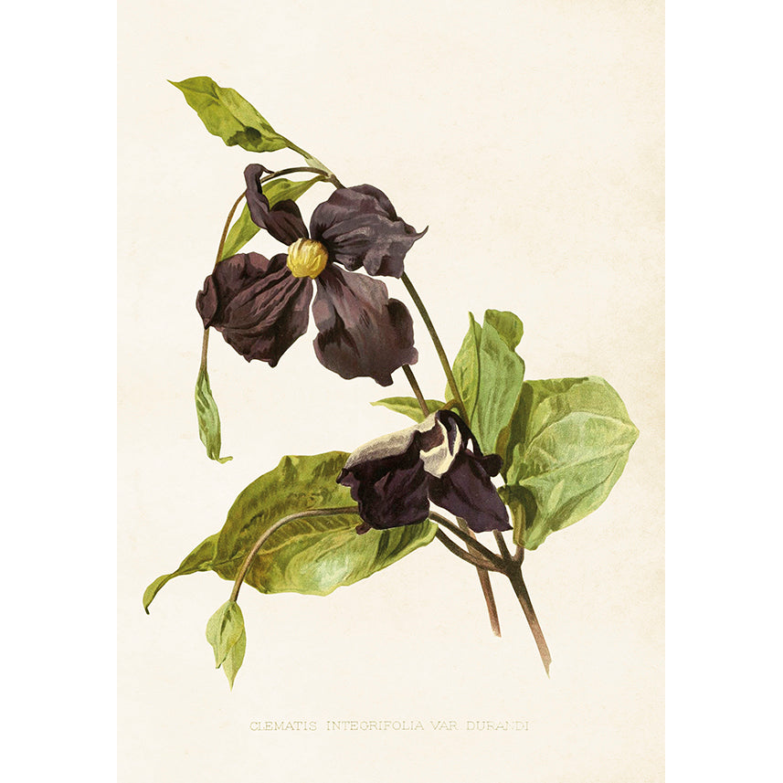 Kasvitaulu juliste Kärhö - Clematis 35 x 50 cm