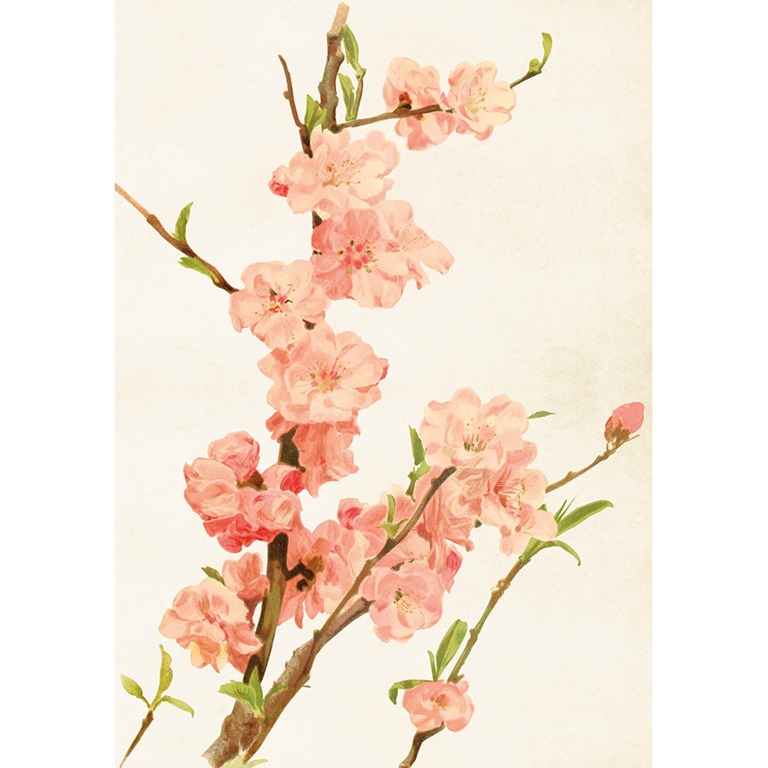 Kasvitaulu juliste Mantelinkukka 35 x 50 cm