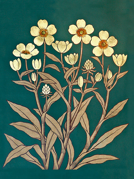 Kasvitaulu Leinikki Buttercup 18 x 24 cm