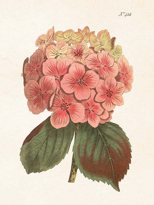 Kasvitaulu Hortensia 18 x 24 cm