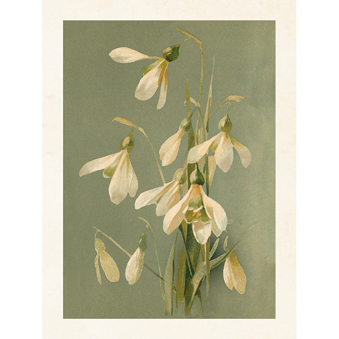 Kasvitaulu Lumikello 18 x 24 cm