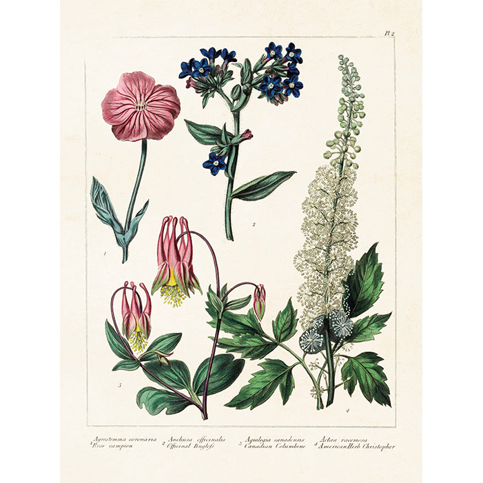 Kasvitaulu Wild flowers 18 x 24 cm
