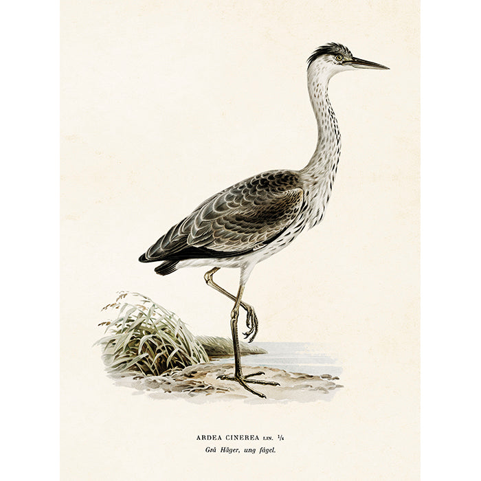 Kasvitaulu Harmaahaikara 18 x 24 cm