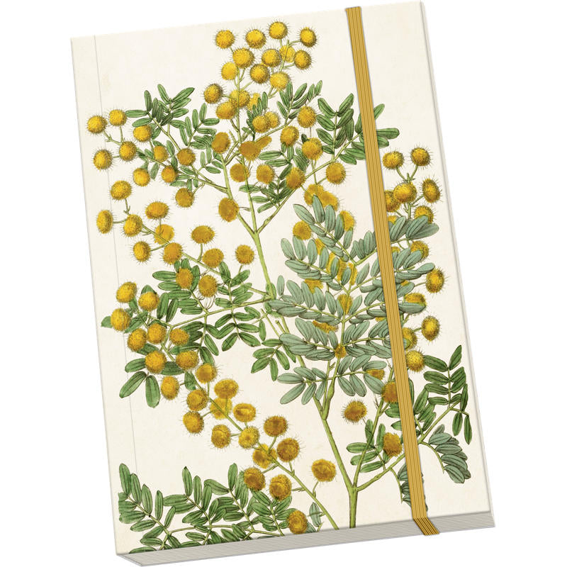 Muistivihko Mimosa