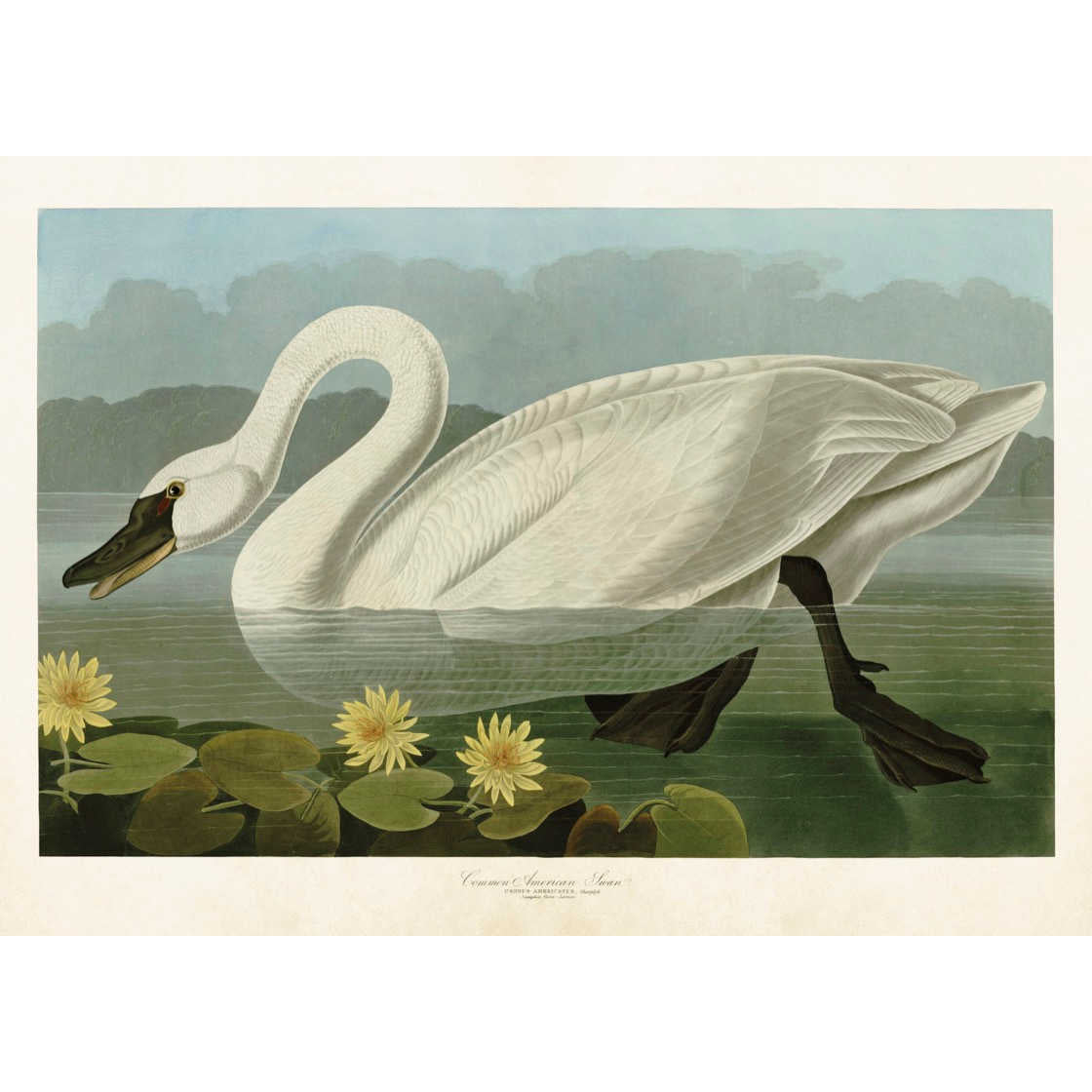Opetustaulu juliste Joutsen 50 x 70 cm