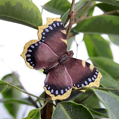 Puinen magneetti Suruvaippa perhonen - Camberwell Beauty Butterfly