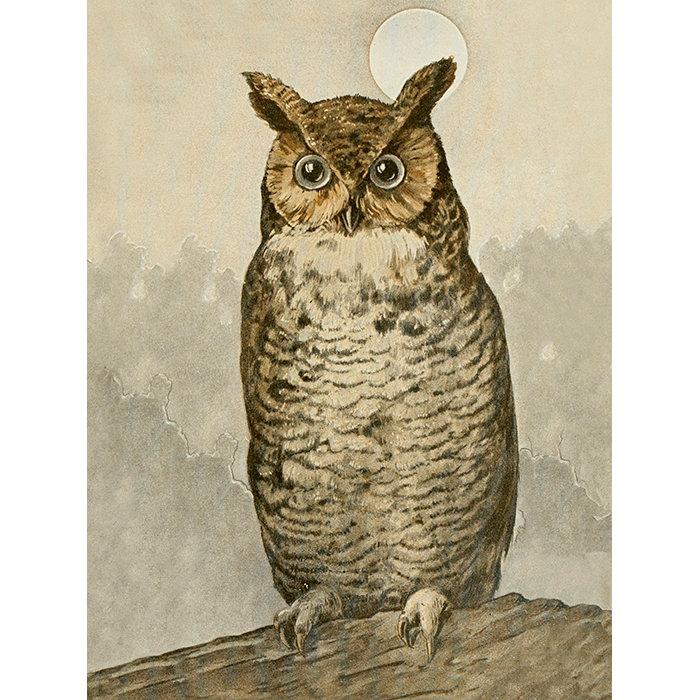 Eläintaulu Pöllö 18 x 24 cm