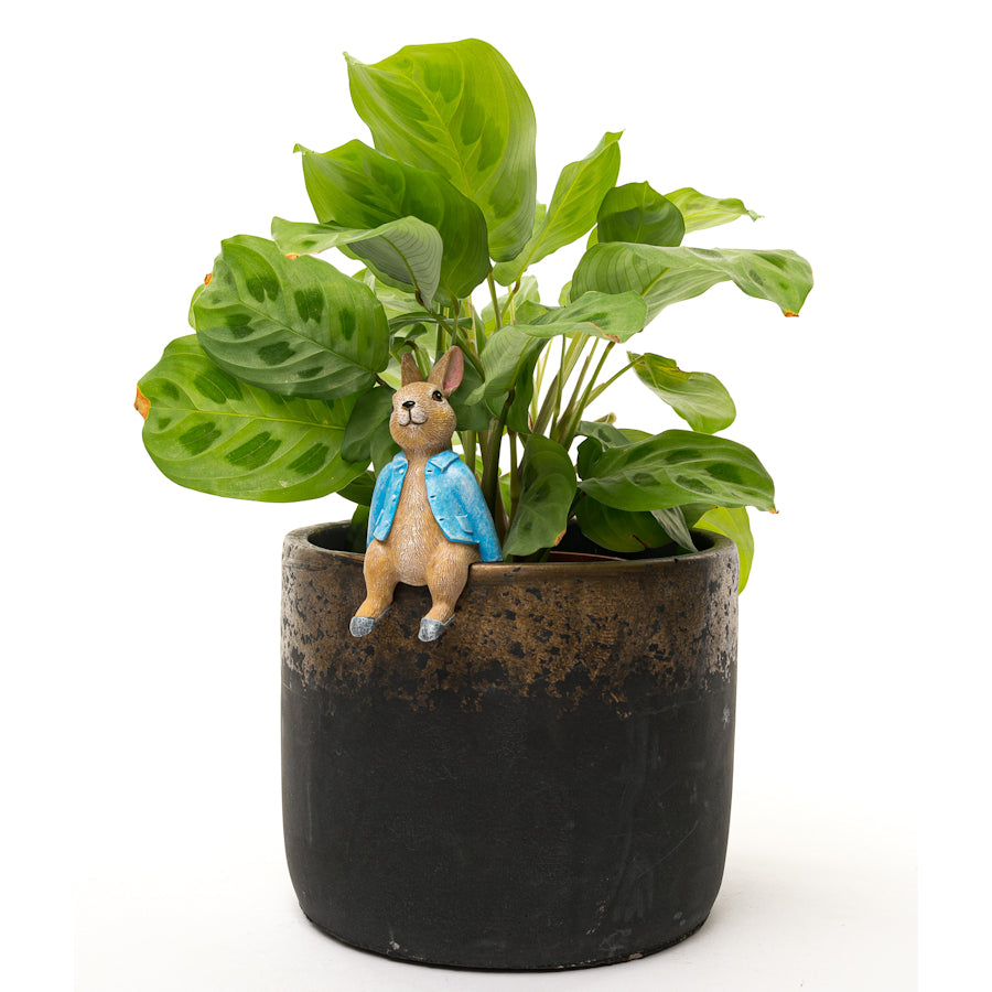 Ruukkukaveri Peter Rabbit istuva pupu, jardinopia
