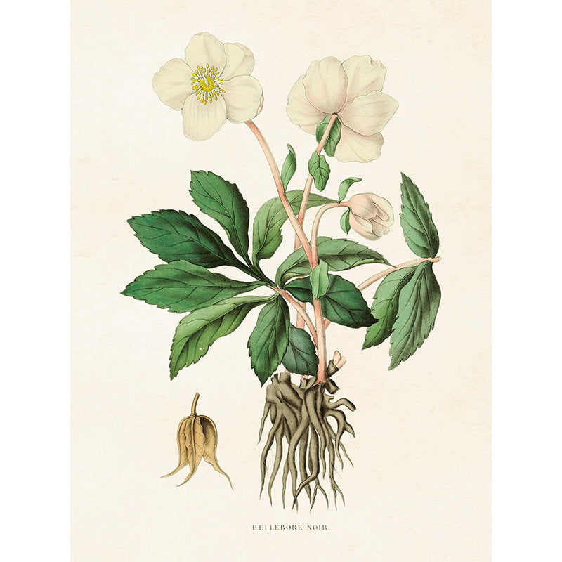 Sköna Ting kasvitaulujuliste jouluruusu