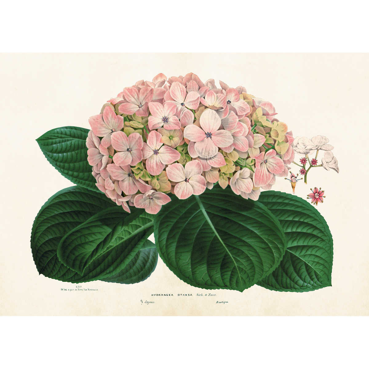 Kasvitaulu juliste Hortensia 70 x 50 cm