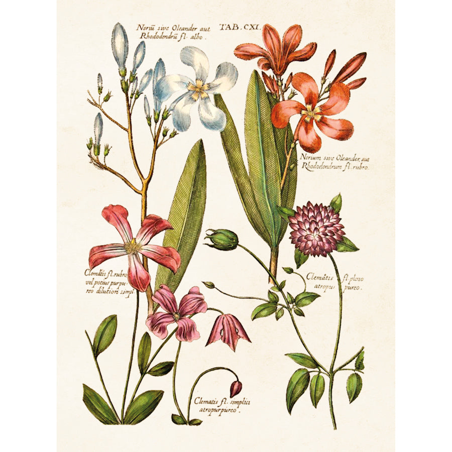 Clematis eli kärhö kasvitaulu. Sköna Tingin pieni sisustus juliste, jonka kuva-aihe on vanhasta opetustaulusta.