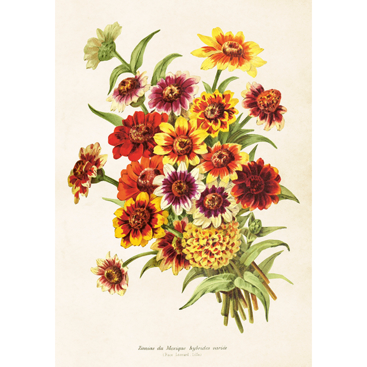 Juliste Zinniat 35 x 50 cm