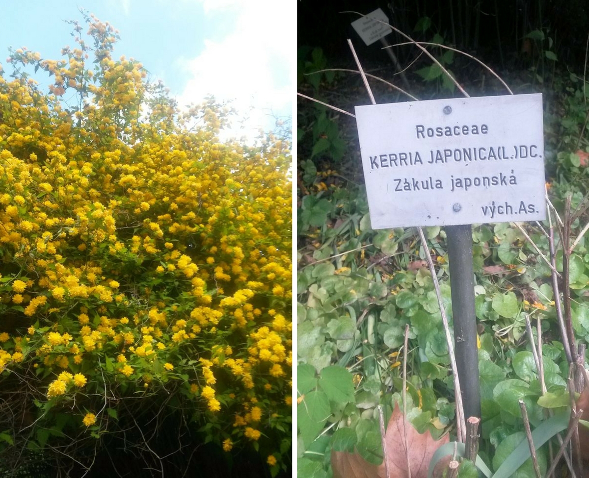 pallokerria, rosaceae kerria japonica