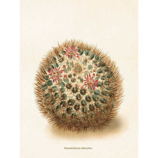 Kasvitaulu Kaktus Mammilaria discolor 18 x 24 cm