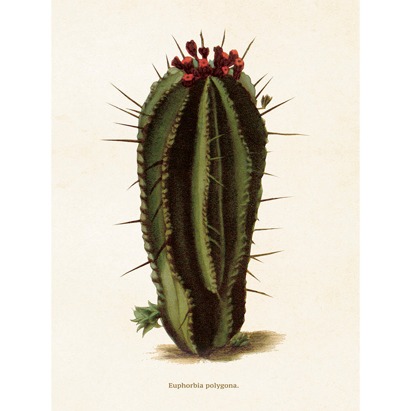 Kasvitaulu Piikkityräkki Euphorbia polygona 18 x 24 cm