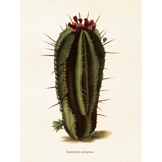 Kasvitaulu Piikkityräkki Euphorbia polygona 18 x 24 cm