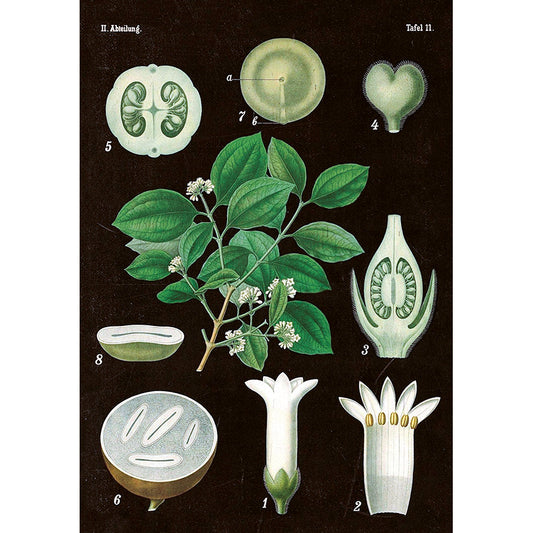 Kasvitaulu juliste Strykniinipuu 35 x 50 cm