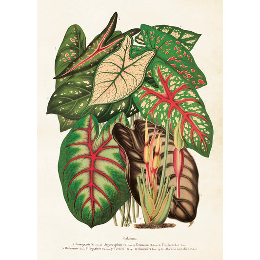 Kasvitaulu juliste Kirjolehdet  50 x 70 cm