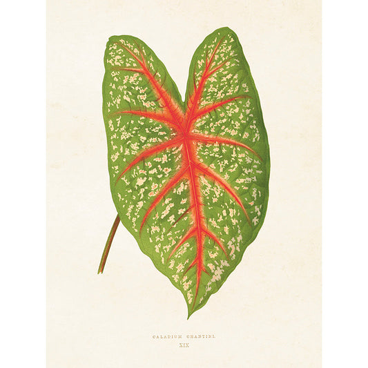 Kasvitaulu Calanium chantinii - kirjolehti 18 x 24 cm