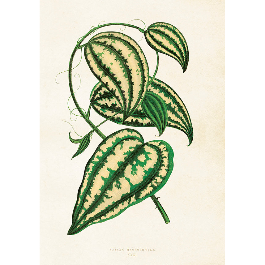 Kasvitaulu juliste Smilax macrophylla - Sarsaparilla 35 x 50 cm