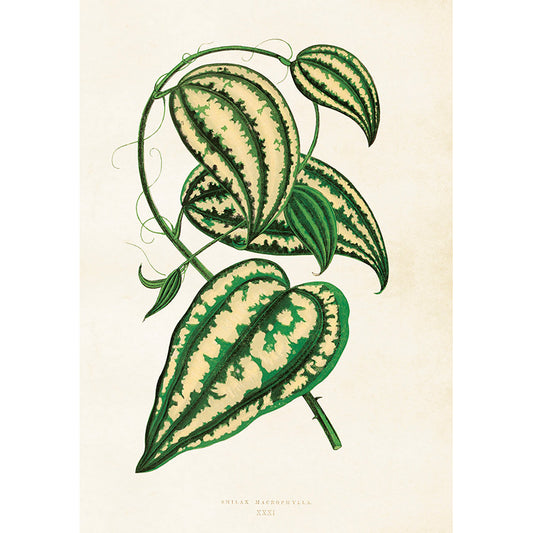 Kasvitaulu juliste Smilax macrophylla - Sarsaparilla 35 x 50 cm