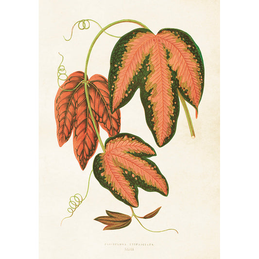 Kasvitaulu juliste Passiflora trifasciata - Kärsimyskukka  35 x 50 cm