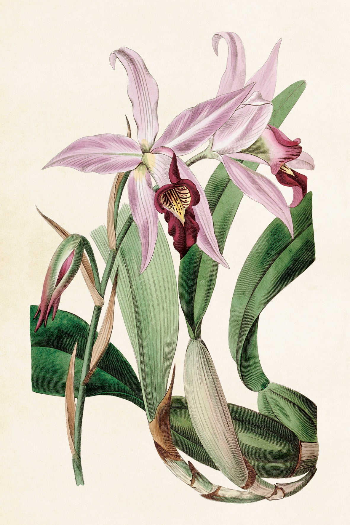 Postikortit peltirasiassa Orkideat - Botanic Orchids 20 kpl