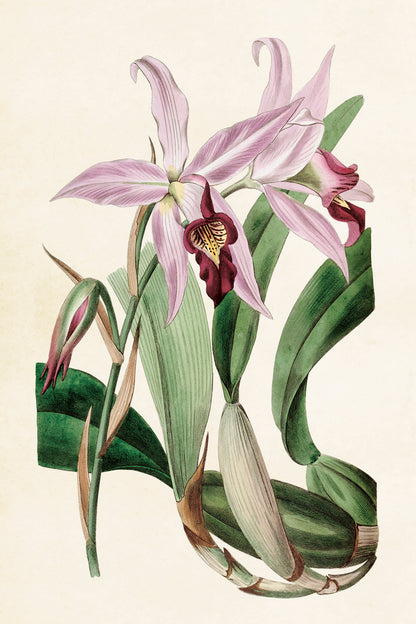 Postikortit peltirasiassa Orkideat - Botanic Orchids 20 kpl