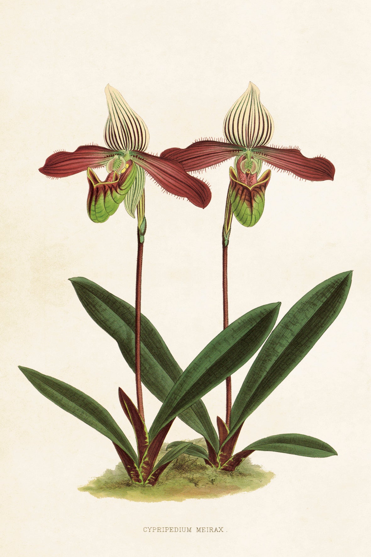Postikortit peltirasiassa Orkideat - Botanic Orchids 20 kpl