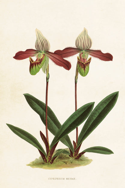Postikortit peltirasiassa Orkideat - Botanic Orchids 20 kpl