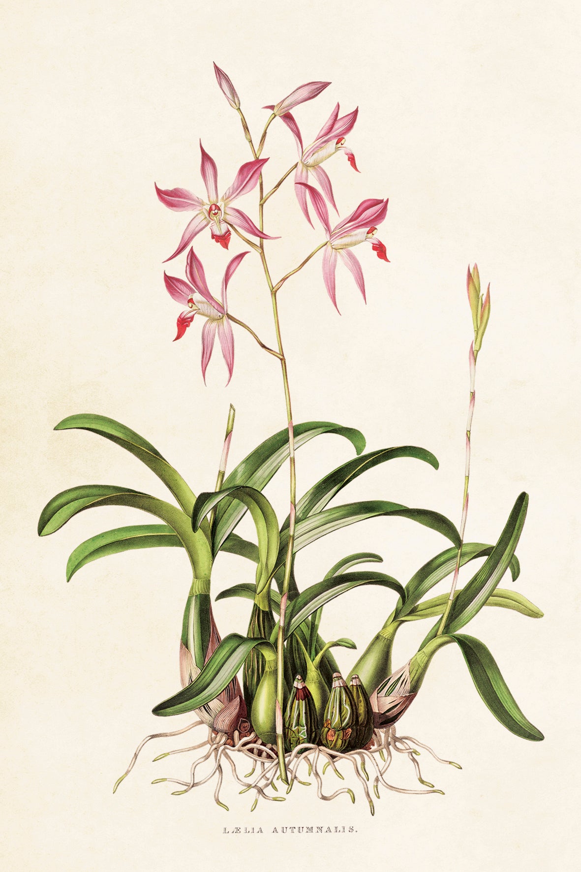 Postikortit peltirasiassa Orkideat - Botanic Orchids 20 kpl
