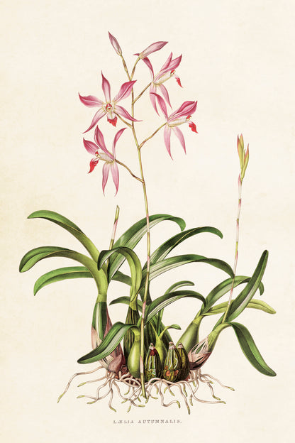 Postikortit peltirasiassa Orkideat - Botanic Orchids 20 kpl