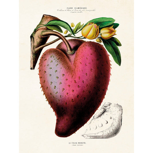 Kasvitaulu Annona muricata 18 x 24 cm